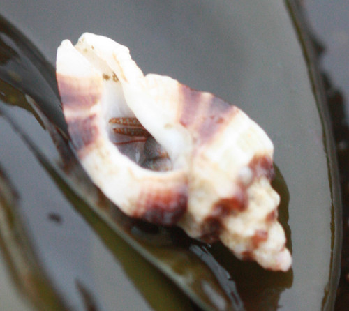Ceratostoma foliatum