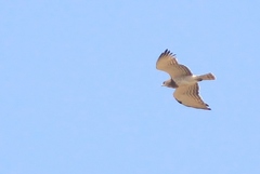 Circaetus beaudouini