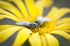 Euryops speciosissimus