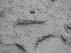 Periophthalmus modestus