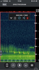 Nyctalus plancyi velutinus