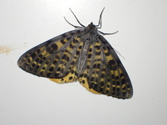 Arichanna sinica refracta