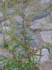 Artemisia princeps