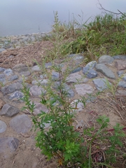 Artemisia princeps