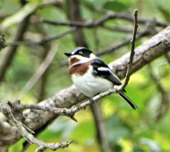 Batis molitor molitor