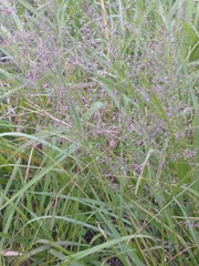 Eragrostis ferruginea