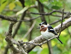 Batis molitor molitor