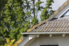 Falco tinnunculus tinnunculus