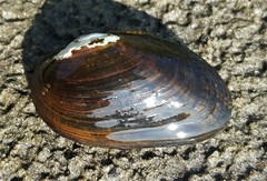 Alasmidonta undulata