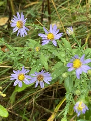 Symphyotrichum laeve laeve