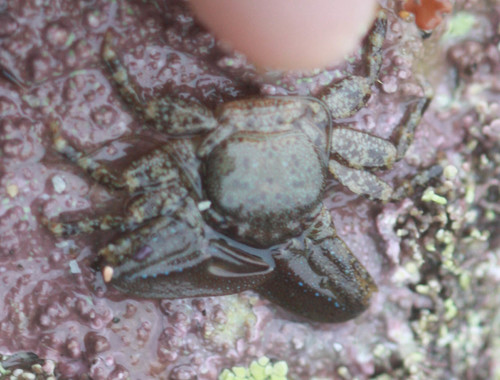 Petrolisthes manimaculis