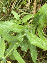 Symphyotrichum laeve laeve