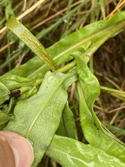 Symphyotrichum laeve laeve