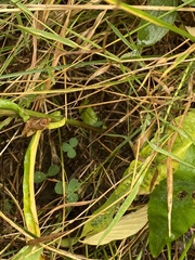 Symphyotrichum laeve laeve