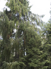 Picea breweriana