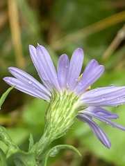Symphyotrichum laeve laeve