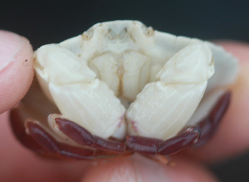 Cancer productus