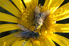Euryops speciosissimus
