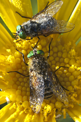Euryops speciosissimus