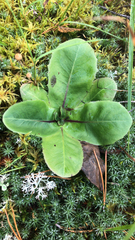 Hypochaeris maculata