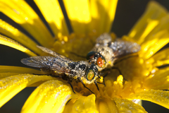 Euryops speciosissimus