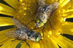 Euryops speciosissimus