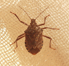 Apodiphus integriceps