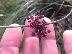 Lomandra purpurea