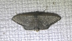Idaea coercita