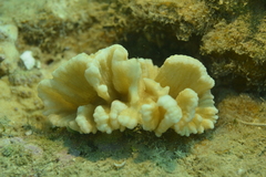 Pectinia paeonia