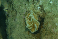 Pectinia paeonia