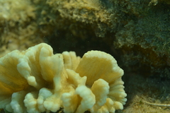 Pectinia paeonia