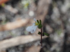 Stylidium perpusillum