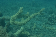 Acropora florida