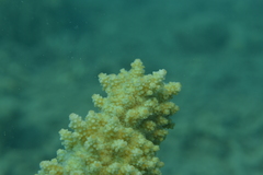 Acropora florida