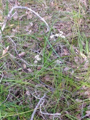 Burchardia multiflora