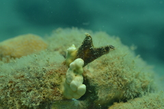 Pteriidae