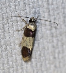 Telecrates laetiorella