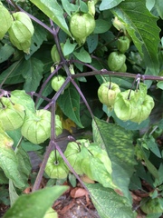 Physalis longifolia subglabrata