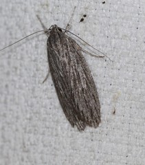 Phloeograptis obliquata