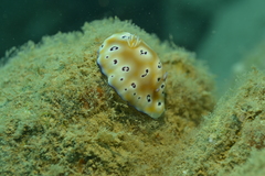 Goniobranchus leopardus