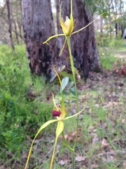 Caladenia procera