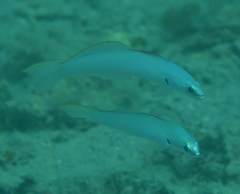 Ptereleotris microlepis
