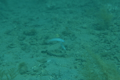 Ptereleotris microlepis