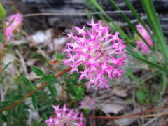Pimelea rosea