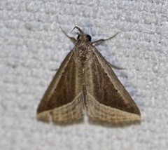 Hypena conscitalis