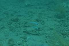 Ptereleotris microlepis