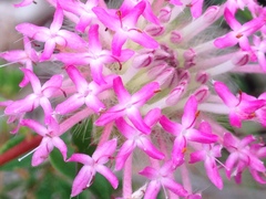 Pimelea rosea