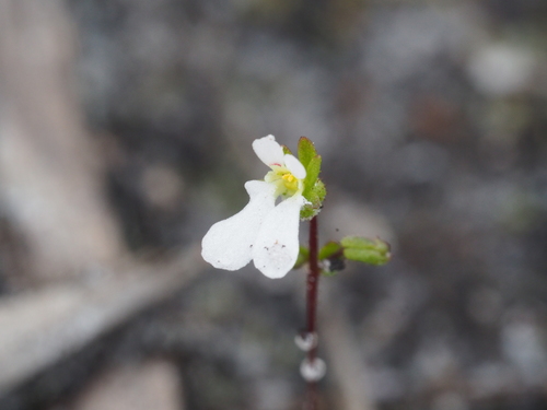 Image of Tiny Triggerplant (Stylidium perpusillum) by (c) Brett Coulstock, some rights reserved (CC BY)
