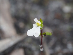 Stylidium perpusillum
